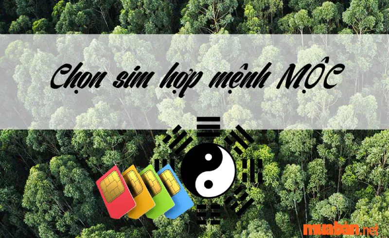 Mệnh Mộc Hợp Số Nào? Khám Phá Ý Nghĩa Những Con Số Hợp Với Mệnh Mộc