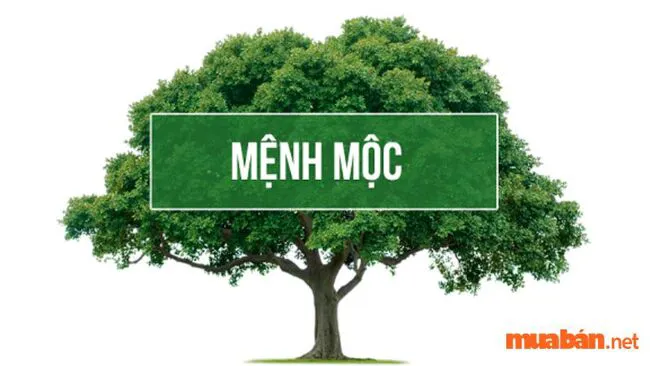 Mệnh Mộc là gì? Kiến thức phong thuỷ dành cho người mệnh Mộc chi tiết