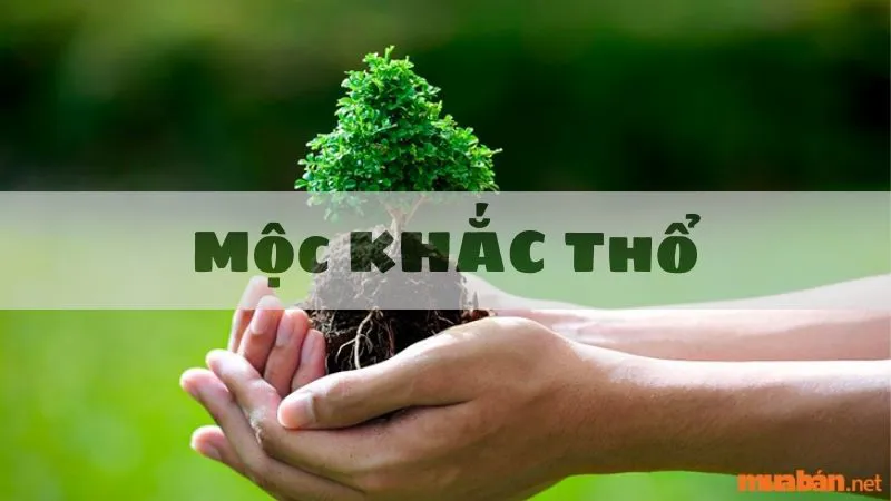 Mộc khắc Thổ là gì? Cách hoá giải Mộc khắc Thổ linh nghiệm