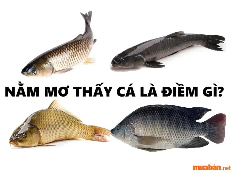 Nằm mơ thấy cá điềm tốt hay xấu? Báo hiệu nên đánh con gì?