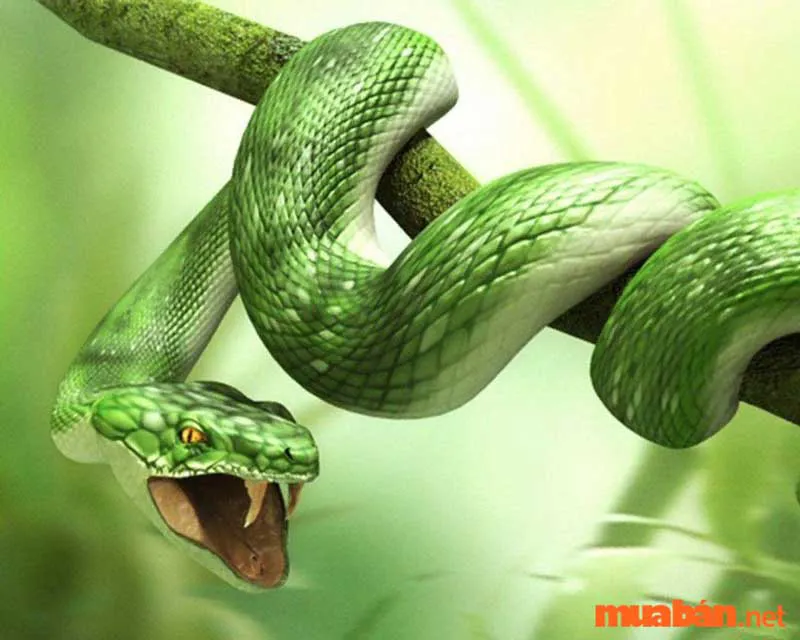 Nằm mơ thấy rắn là điềm tốt hay xấu? Những con số may mắn