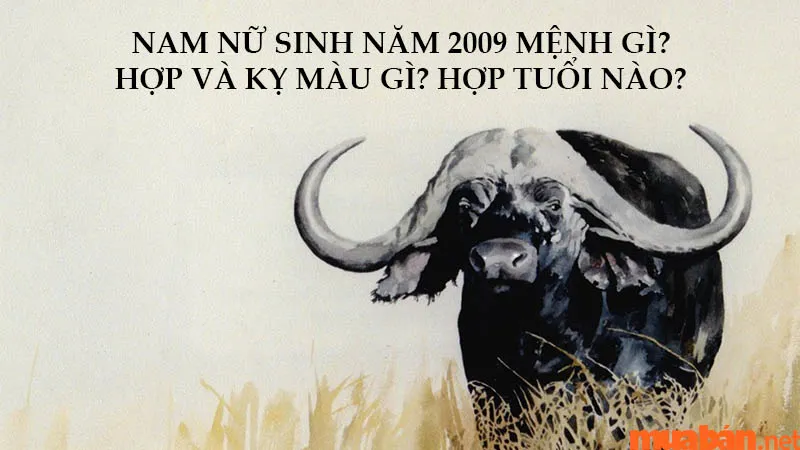 Nam nữ sinh năm 2009 mệnh gì? Hợp và kỵ màu gì? Hợp tuổi nào?