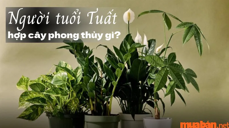 Người tuổi Tuất hợp cây gì? Gợi ý cây phong thủy mang lại may mắn cho tuổi Tuất