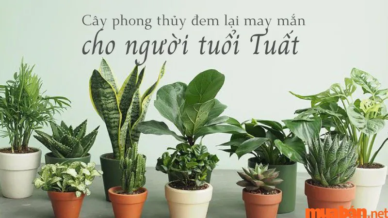 Người tuổi Tuất hợp cây gì? Gợi ý cây phong thủy mang lại may mắn cho tuổi Tuất