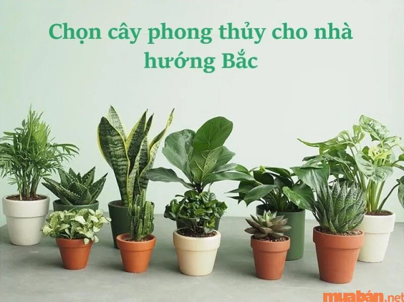 Nhà hướng Bắc hợp tuổi nào để rước tài lộc vào nhà?