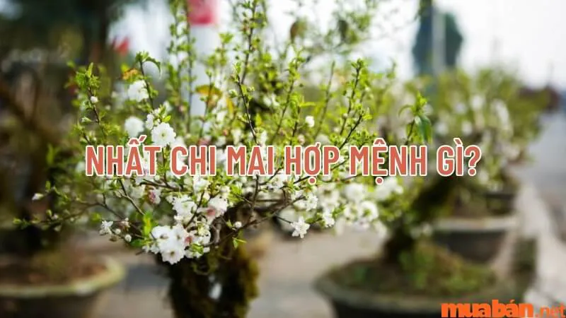 Nhất chi mai hợp mệnh gì? Tìm hiểu ý nghĩa, cách trồng và chăm sóc cây