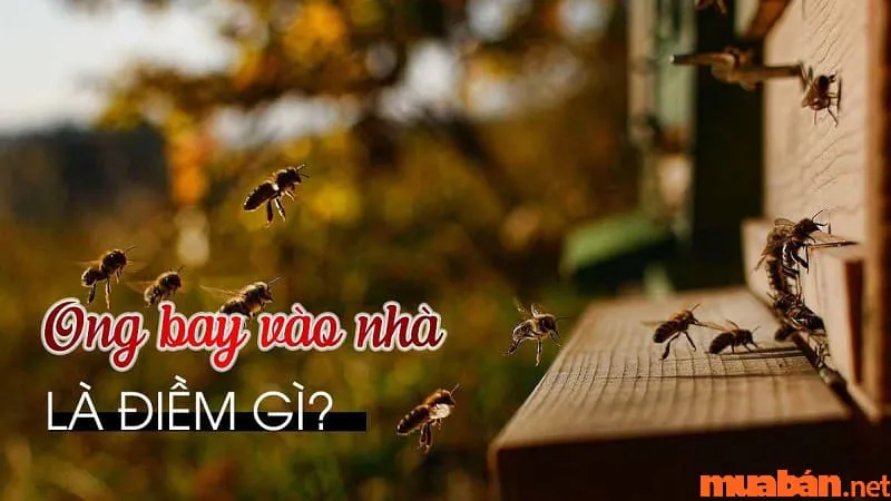 Ong bay vào nhà điềm gì? Giải mã chi tiết từng trường hợp