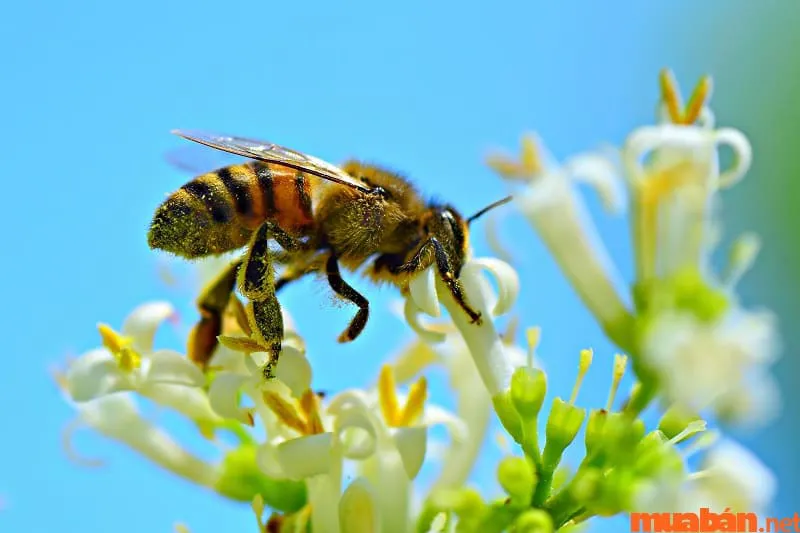 Ong bay vào nhà điềm gì? Giải mã chi tiết từng trường hợp