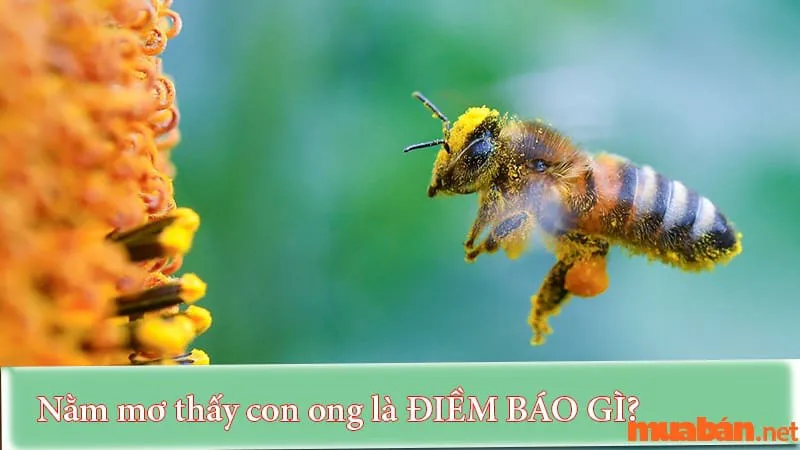 Ong bay vào nhà điềm gì? Giải mã chi tiết từng trường hợp