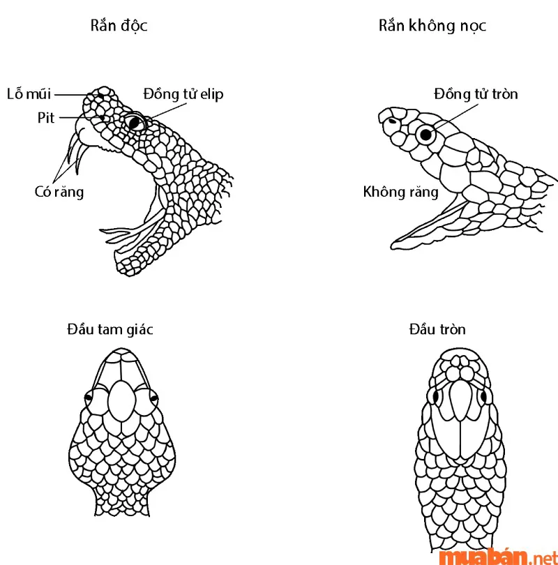 Rắn vào nhà là điềm gì? Giải mã hiện tượng rắn bò vào nhà theo phong thủy