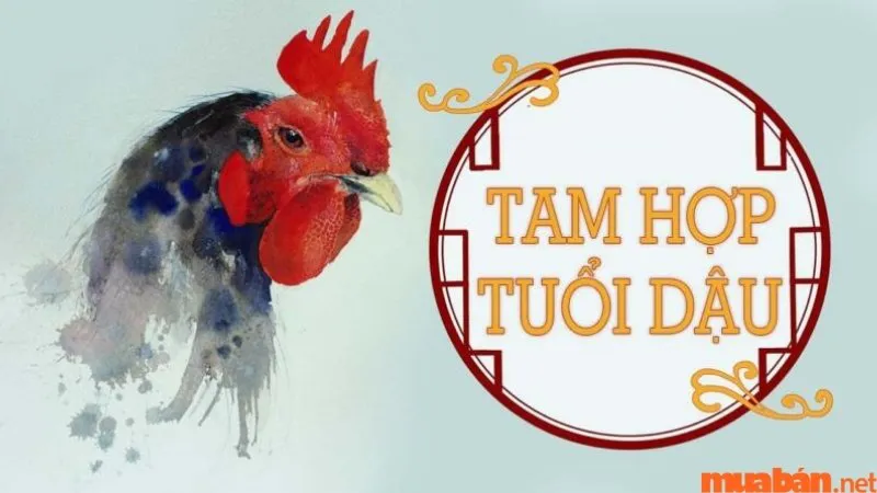 Tam hợp tuổi Dậu là gì? Tất tần tật về bộ 3 nhóm Trí Thức