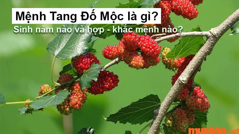 Tang Đố Mộc là gì? Sinh năm nào và hợp – khắc mệnh nào?