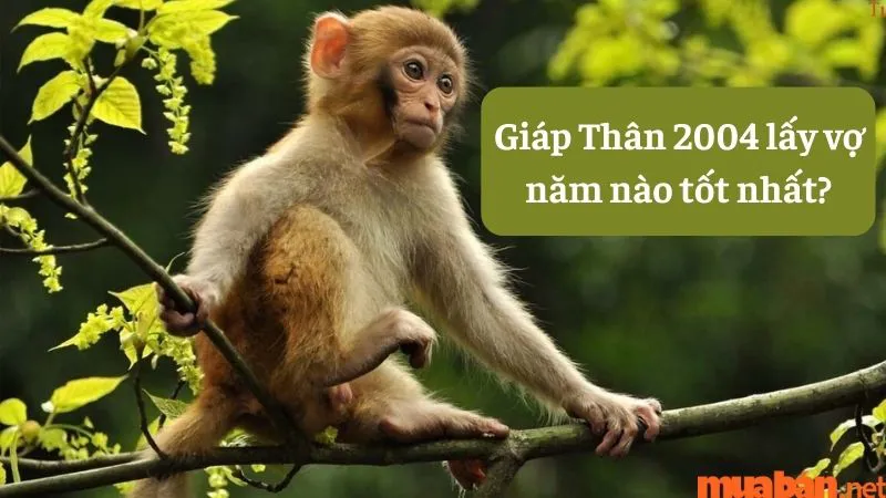 Tìm hiểu tình duyên Giáp Thân nam 2004 lấy vợ tuổi nào hợp nhất?