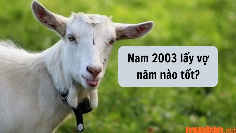 Tình duyên Quý Mùi Nam 2003 lấy vợ tuổi nào hợp nhất?