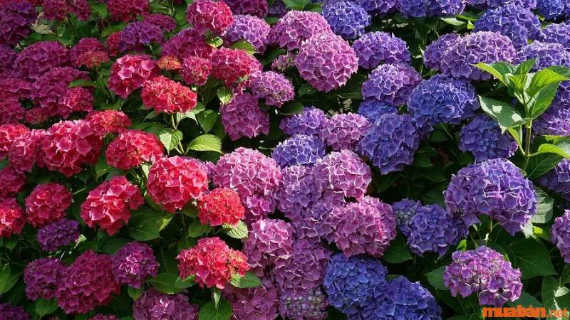 Top 15 các loại hoa trồng sân vườn đẹp, ý nghĩa tốt lành