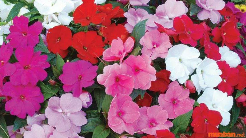 Top 15 các loại hoa trồng sân vườn đẹp, ý nghĩa tốt lành