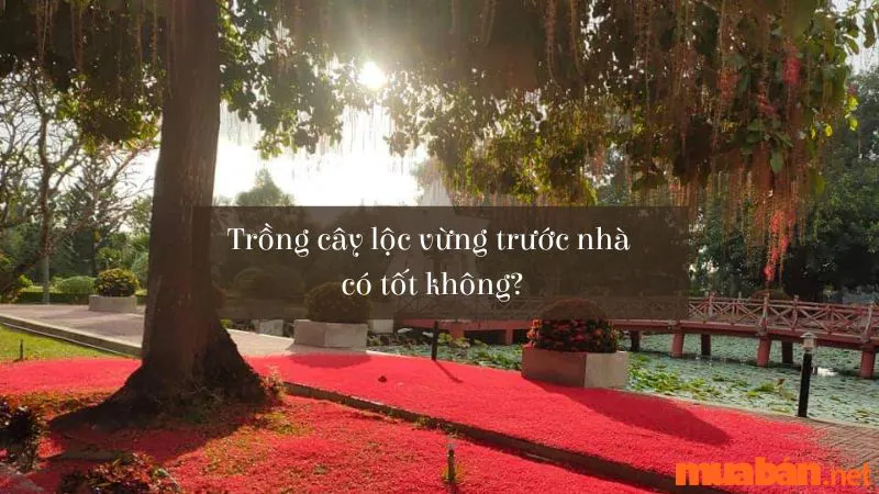 Trồng Cây Lộc Vừng Trước Nhà Có Giúp Gia Chủ Thu Hút Tài Lộc Không?