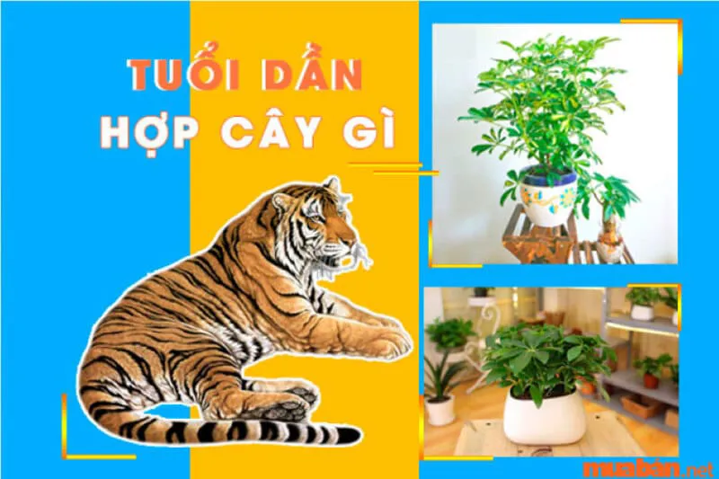 Tuổi Dần hợp cây gì? Cây phong thủy mang lại may mắn, tài lộc