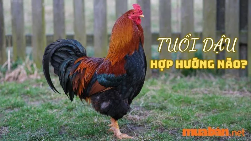 Tuổi Dậu hợp hướng nào? Hướng nhà tài lộc cho người tuổi Dậu