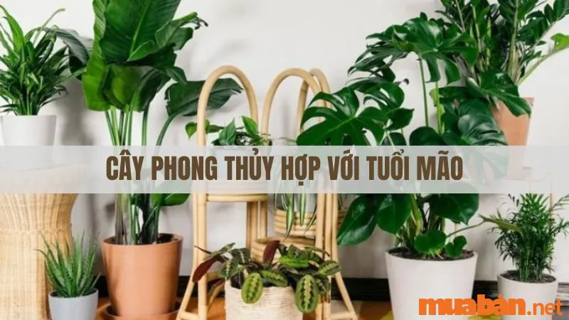 Tuổi Mão hợp với tuổi nào trong sự nghiệp, hôn nhân?