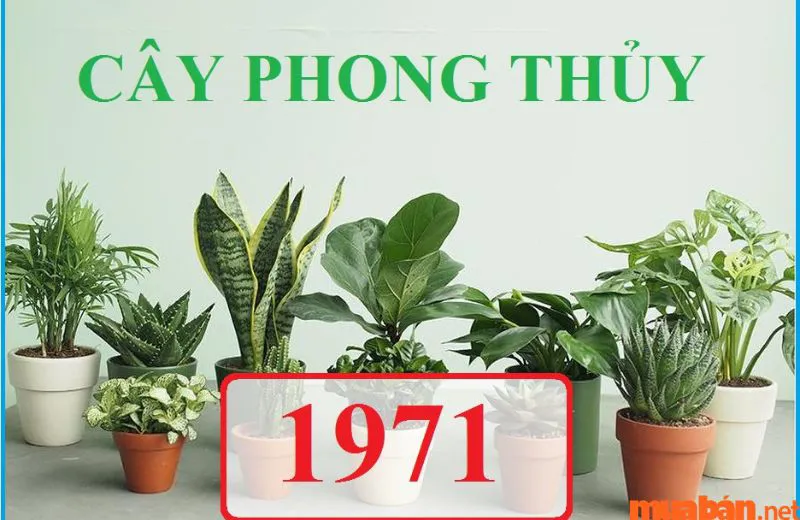 Tuổi Tân Hợi sinh năm 1971 mệnh gì? Hợp và kỵ màu gì? Hợp hướng nào?