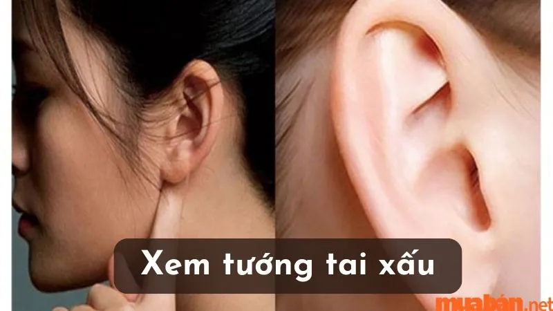 Tướng tai xấu có đặc điểm gì? Ảnh hưởng đến nhân tướng học ra sao?