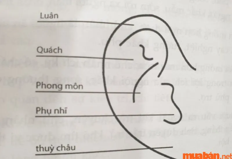 Tướng tai xấu có đặc điểm gì? Ảnh hưởng đến nhân tướng học ra sao?