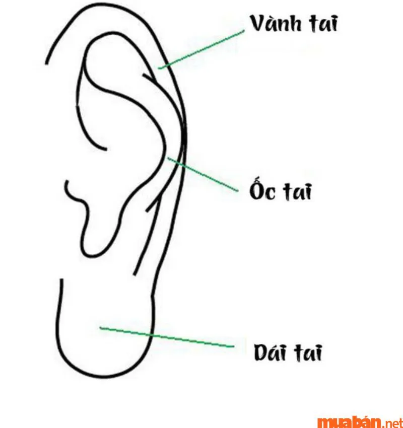 Tướng tai xấu có đặc điểm gì? Ảnh hưởng đến nhân tướng học ra sao?