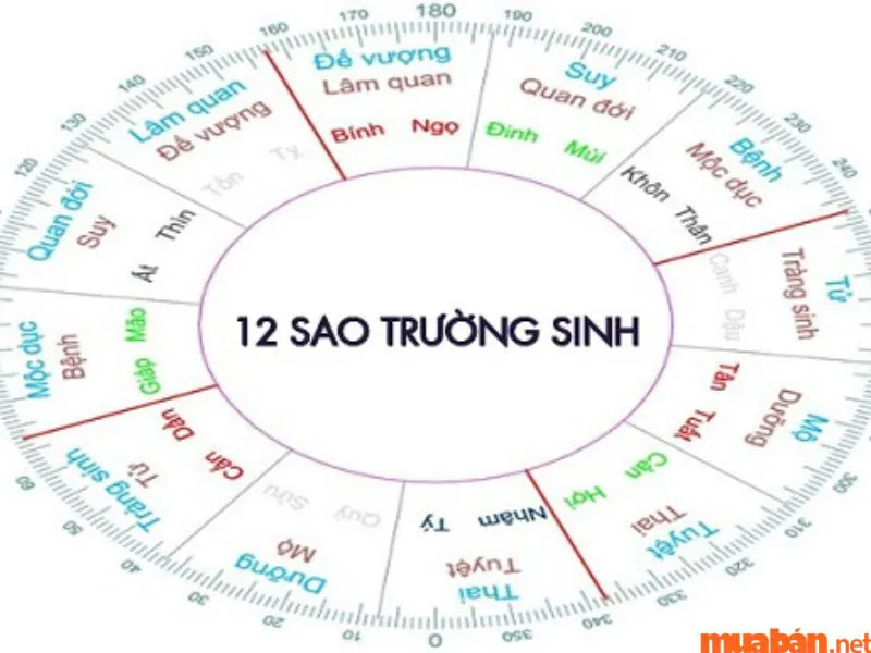 Vòng Tràng Sinh Là Gì? Cách Sử Dụng Vòng Tràng Sinh Chọn Năm Sinh Con