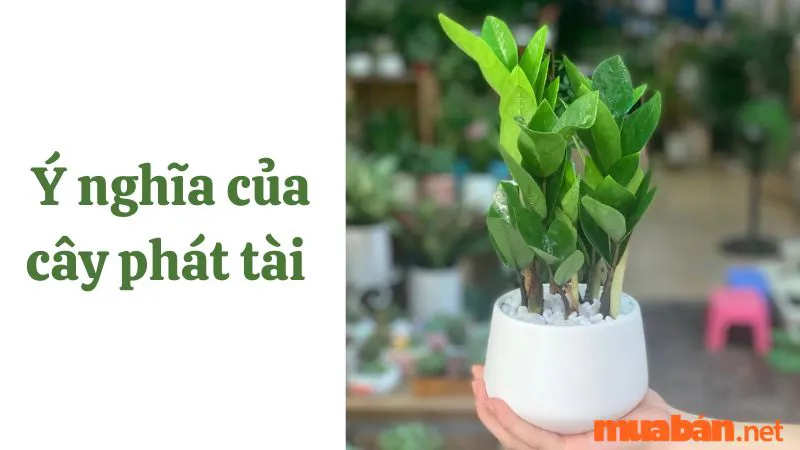 Ý nghĩa của cây phát tài? Cây phát tài ra hoa báo điềm gì?