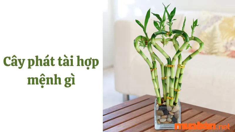 Ý nghĩa của cây phát tài? Cây phát tài ra hoa báo điềm gì?