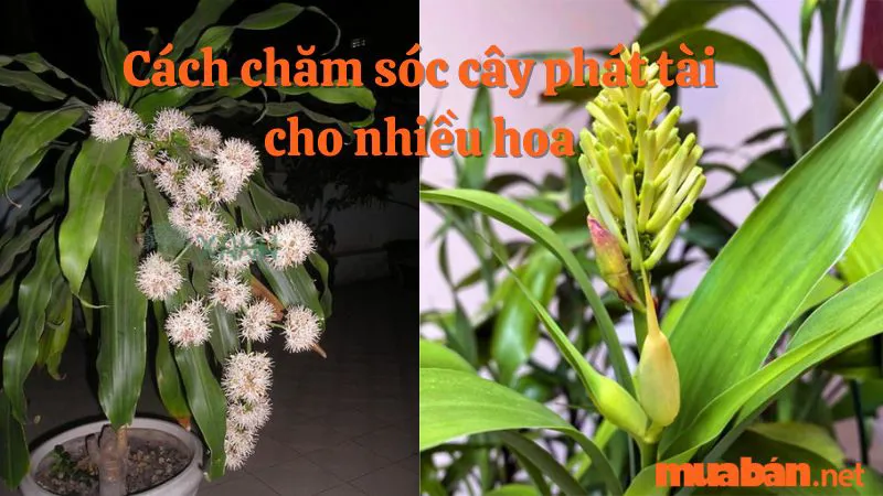 Ý nghĩa của cây phát tài? Cây phát tài ra hoa báo điềm gì?