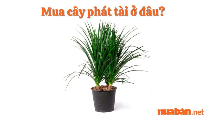 Ý nghĩa của cây phát tài? Cây phát tài ra hoa báo điềm gì?