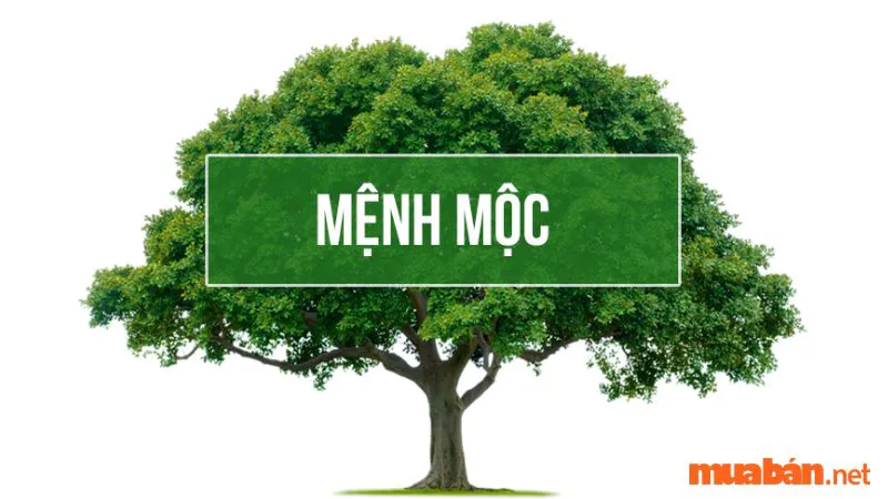 Ý nghĩa Thủy sinh Mộc trong ngũ hành và các ứng dụng trong đời sống